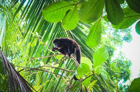 Wildlife of the Caribbean | ROL Cruise Blog