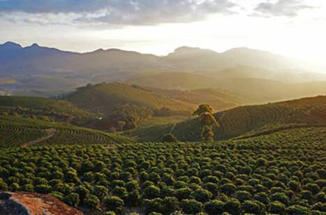 Coffee crop in Brazil