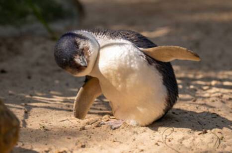 Wildlife of New Zealand | ROL Cruise Blog