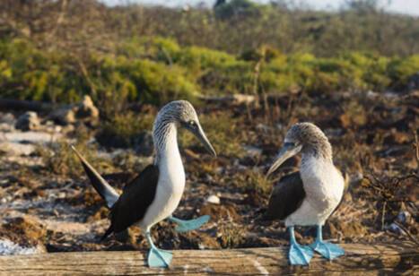 Interesting facts about the Galápagos Islands | ROL Cruise Blog