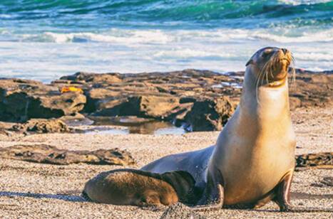 Celebrity Cruises return to service | ROL Cruise Blog