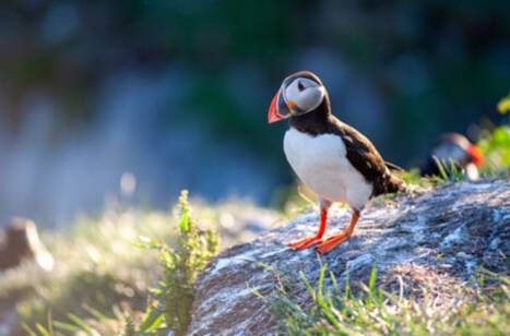 Wildlife you can expect to see on a British Isles cruise in summer | ROL Cruise