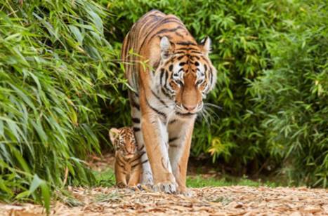 10 facts about tigers | ROL Cruise Blog