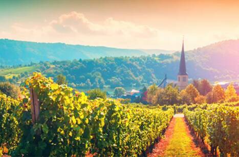 Travel the world in 8 wines | ROL Cruise Blog