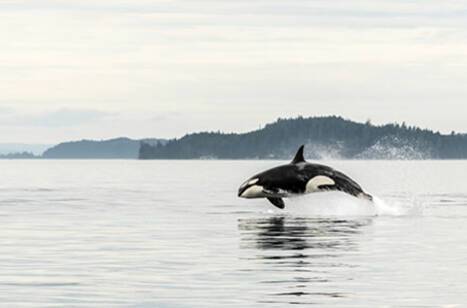 Top whale-watching spots in the world | ROL Cruise Blog
