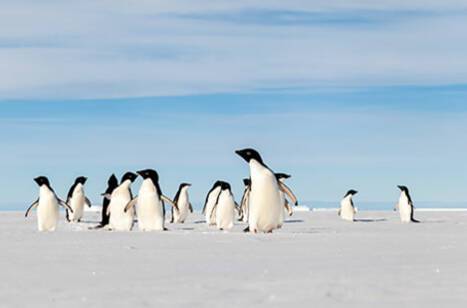 The White Continent in ultra-luxury | Blue Horizons | ROL Cruise Blog