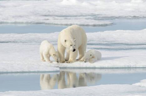 10 facts about polar bears | ROL Cruise Blog