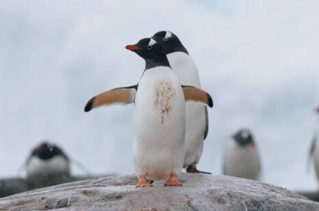 Penguins in Antarctica