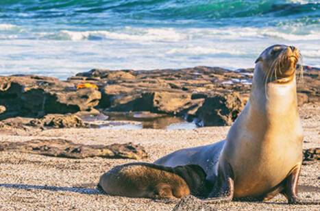 Wildlife of the Galápagos Islands | ROL Cruise Blog