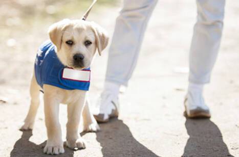 Guide dogs on cruise ships | ROL Cruise Blog