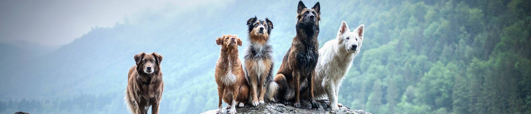 Five dogs sitting on a rock in a lake