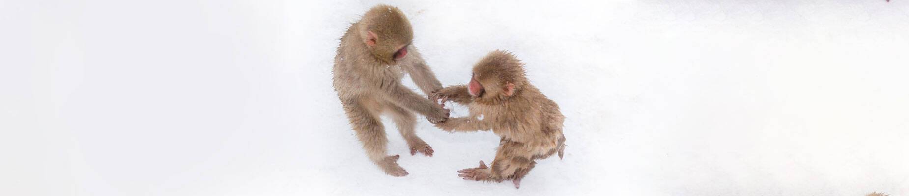 Panoramic image of two baby Snow Monkeys playing in Japan