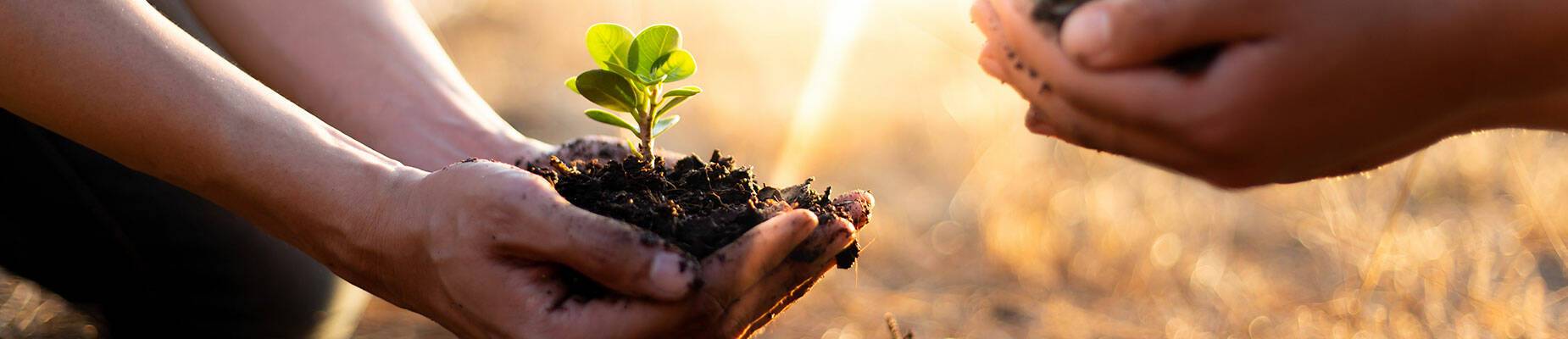 Two hands holding soil and plants