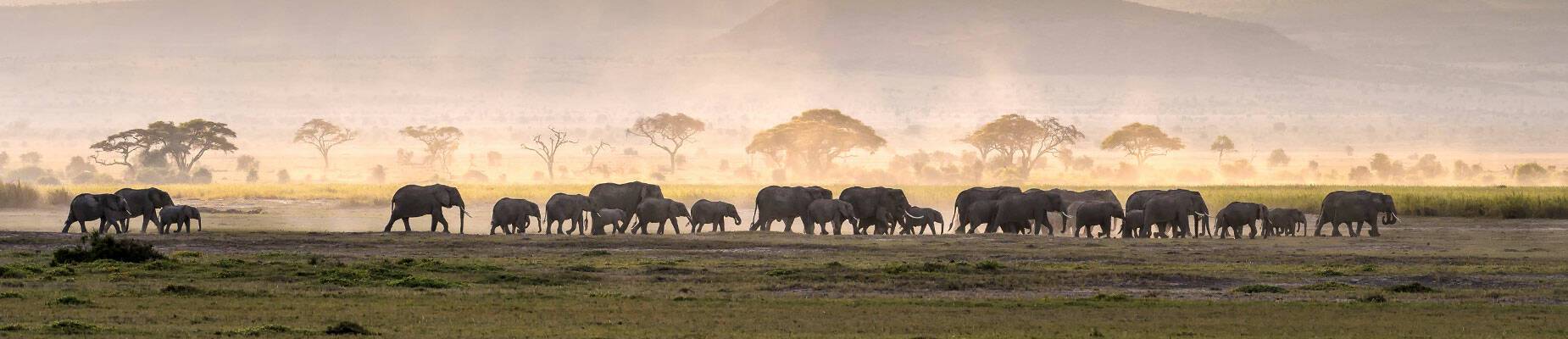 A herd of elephants on the horizon