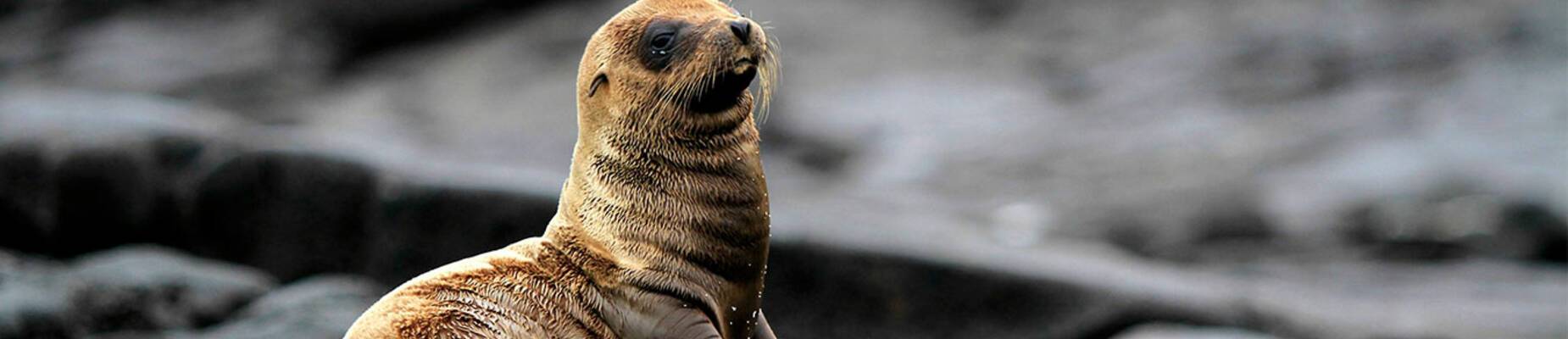 The world’s smallest ocean cruise ships