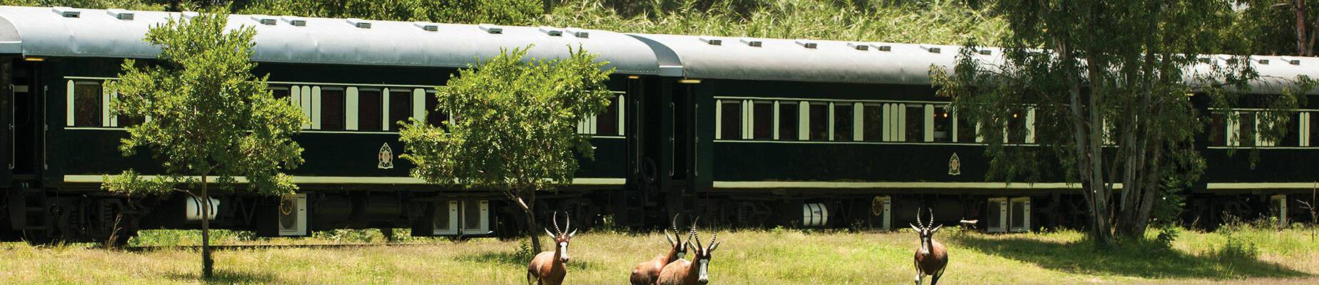 Springbok running away from Rovos Rail as it pulls into the station