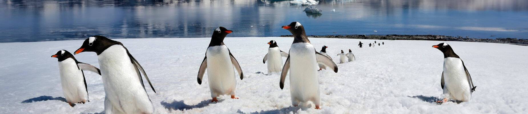 Penguins in Antarctica