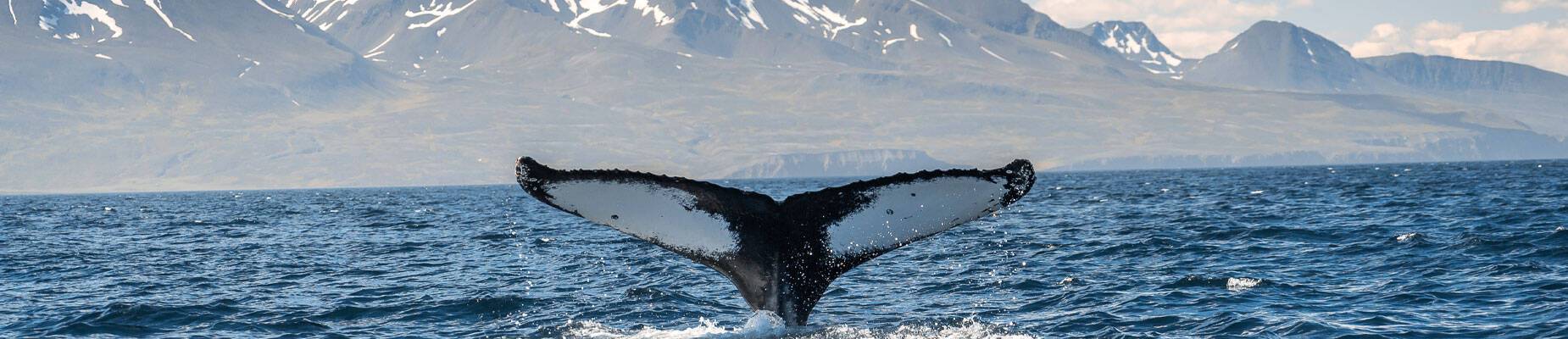 Whale diving on the Iceland coast near Husavik