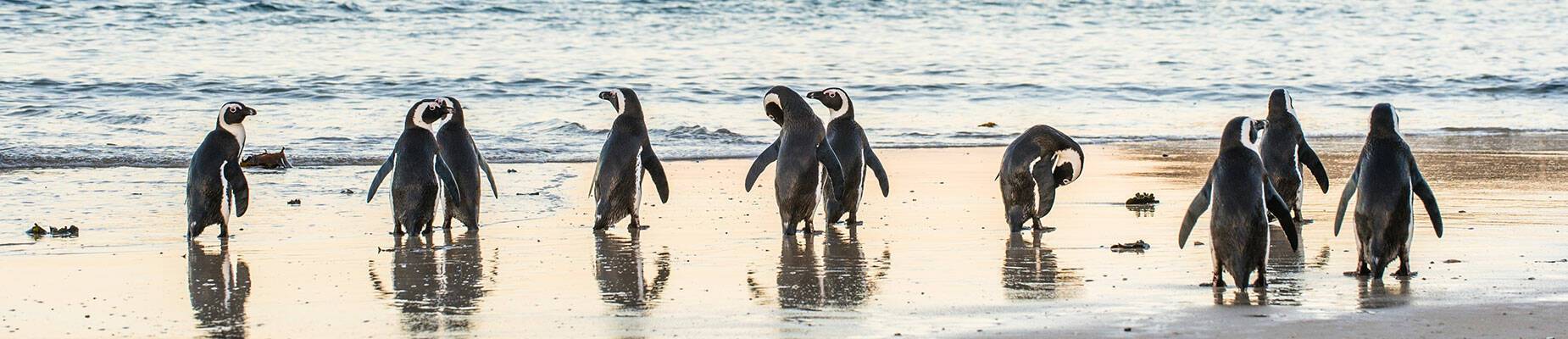A line of penguins on the beach in Cape Town