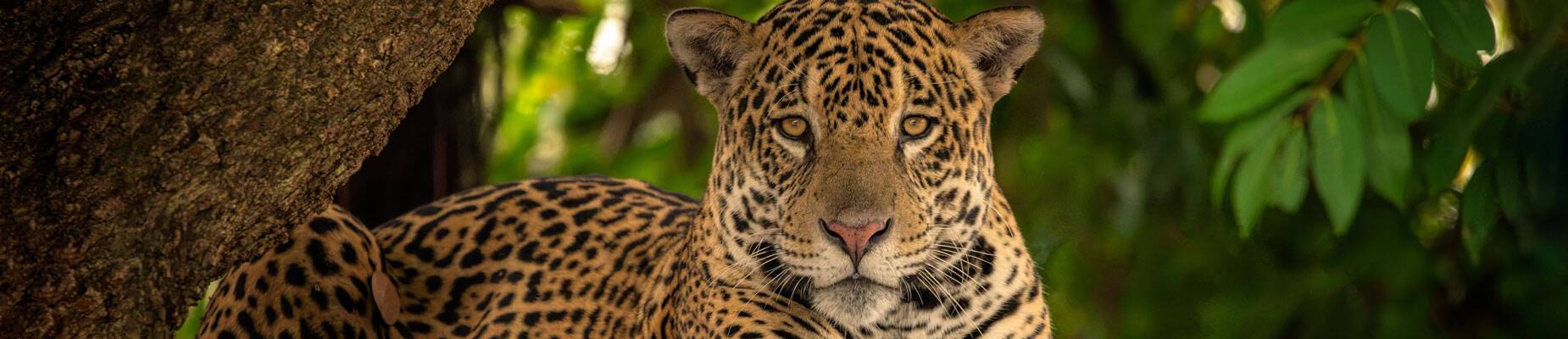 A panoramic image of a jaguar resting on a riverbed