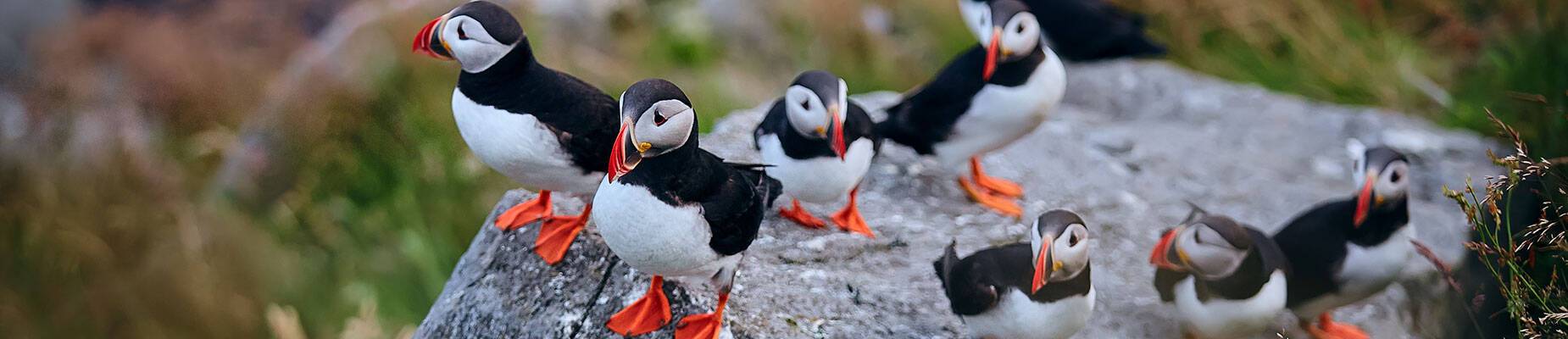 A group of Atlantic puffins on the island of Runde in Norway