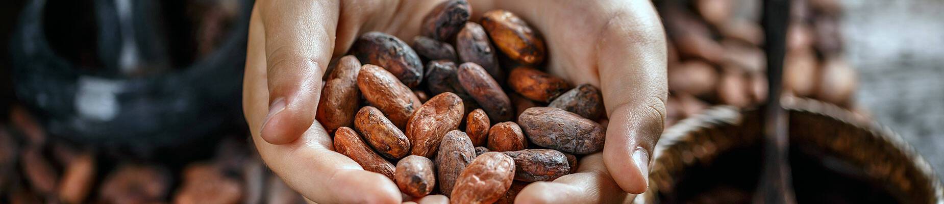 Hands holding cacao beans