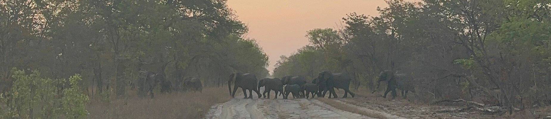 A herd of elephants crossing a sandy track