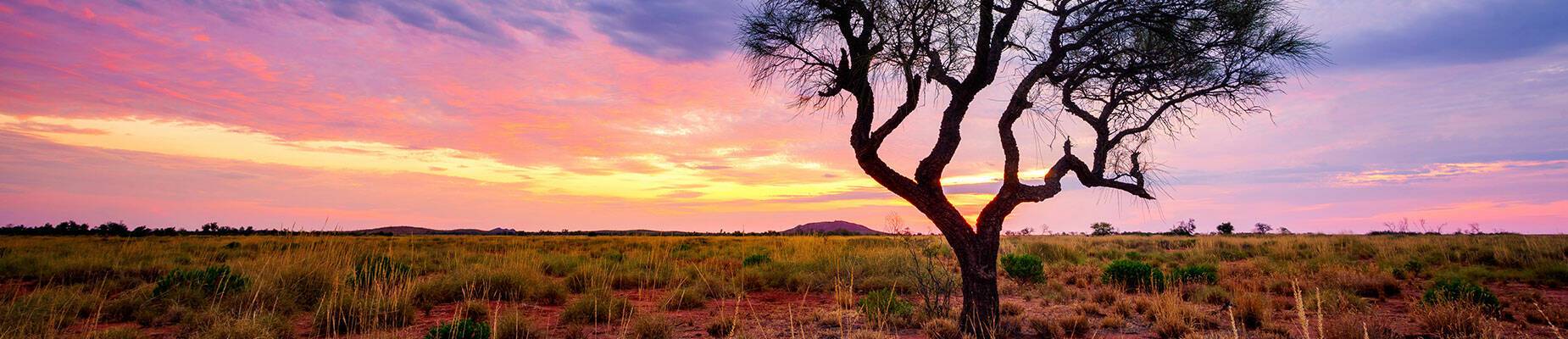A Hakea tree in the Australian outback