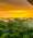 View CruiseCall of the Amazon - Miami to MiamiDeal