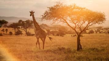 View Cruise2026 Seychelles & South Africa DiscoveryDeal