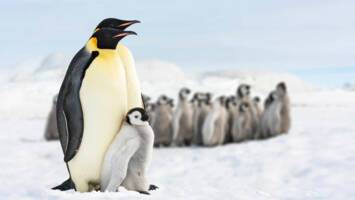 View Cruise5★ All-Inclusive 2027 Antarctica & Falkland IslandsDeal