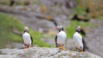 View Cruise2027 Adults-Only 5★ No-Fly British Isles DiscoveryDeal