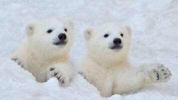 View Cruise2026 All-Inclusive Svalbard Line & Arctic ExpeditionDeal