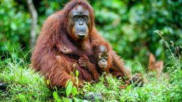 View CruiseExclusive 2028 Southeast Asia, Ft. a Borneo Land TourDeal