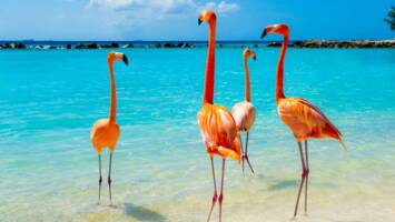 View Cruise2029 All-Inclusive Panama Canal, Colombia & the GrenadineDeal