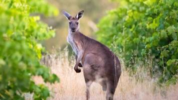 View Cruise2026 Australia & New Zealand by Land, Rail & SeaDeal