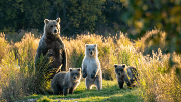 View CruiseExclusive 2028 Luxury Japan & Alaska Cruise & StayDeal