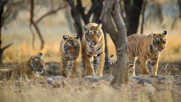 View Cruise2028 Far East Ft. Indian Golden Triangle & TigersDeal