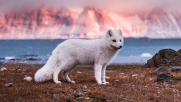 View CruiseExclusive 2027 All-Inclusive Svalbard Discovery Price DropDeal
