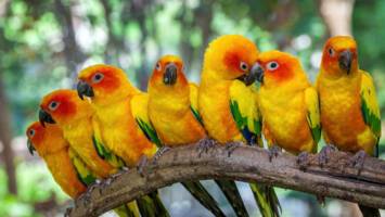 View Cruise2027 5★ Amazon & Caribbean AdventureDeal