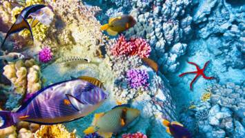 View Cruise5★ Maiden 2028 Mexican Medley with BelizeDeal