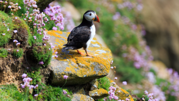 View CruiseBritish Isles from SouthamptonDeal