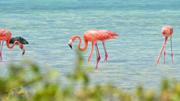 View Cruise2028 No-Fly Grand CaribbeanDeal