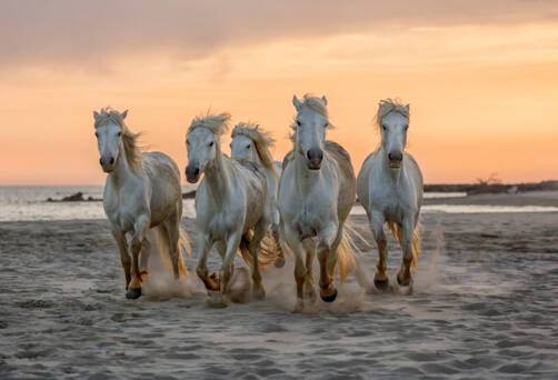 Camargue, France