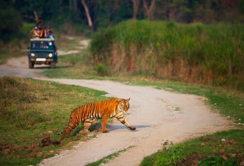 Kaziranga Safari