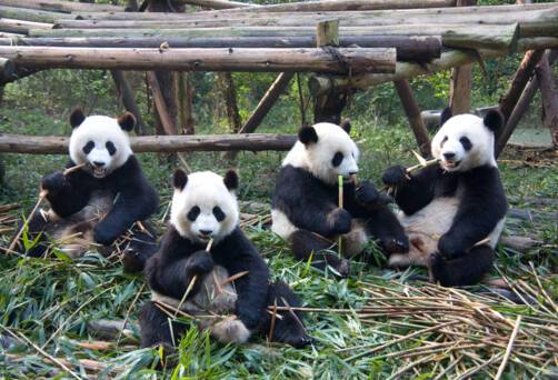 Chengdu Panda Reserve