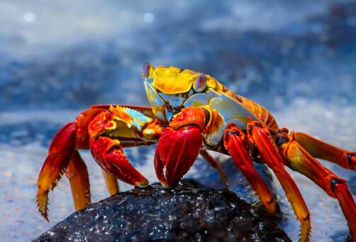 Cruises to the Galapagos