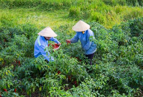 My An Hung Island, Vietnam