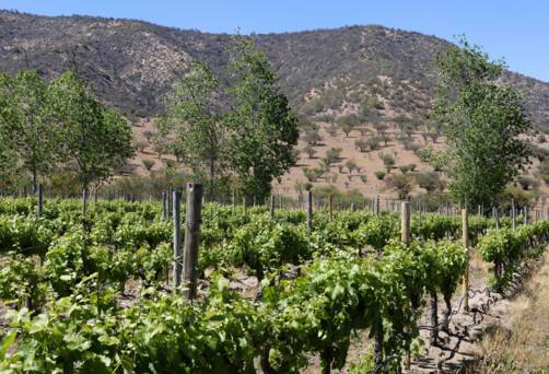 Kingston Winery in the Casablanca Valley