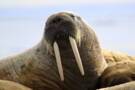 Beechey Island and Prince Leopold Island